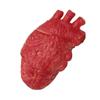 Lifelike Human Heart Model Anti Stress Toy Anxiety Reducer for Adults and Children for ADHD and