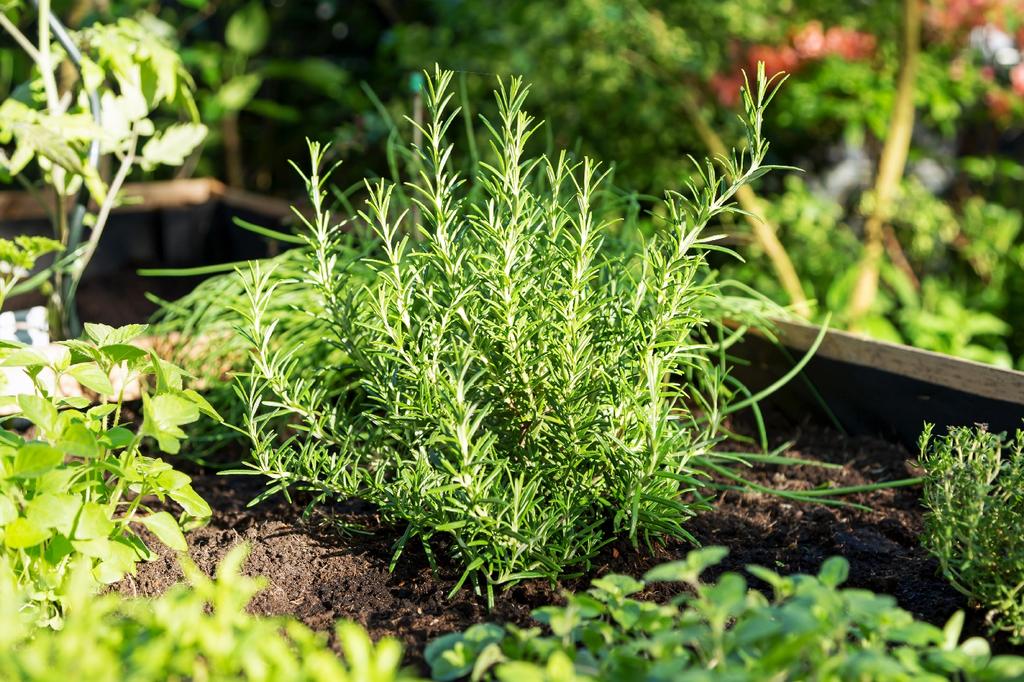 SAFLAX Garden in the Bag - Органический - Розмарин - 40 семян - С субстратом в удобном стоячем пакете - Rosmarinus officinalis