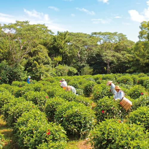 YUMEJIN Okinawa Hibiscus Cleansing Gel гель для очищения лица и снятия макияжа, 150 мл