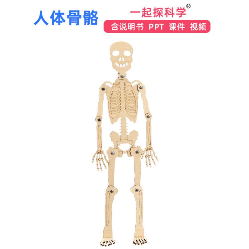 Модель человеческого скелета DIY Технология Сборка небольшого скелета Учебные пособия Детская головоломка Материалы ручной работы Упаковка