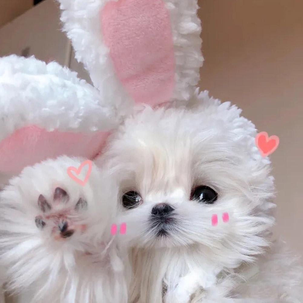 Забавный головной убор для кошки, милая шапка с ушками кролика, плюшевые ушки кролика для питомца, кошки, собаки, реквизит для выступлений, костюмы для косплея, принадлежности для кошек