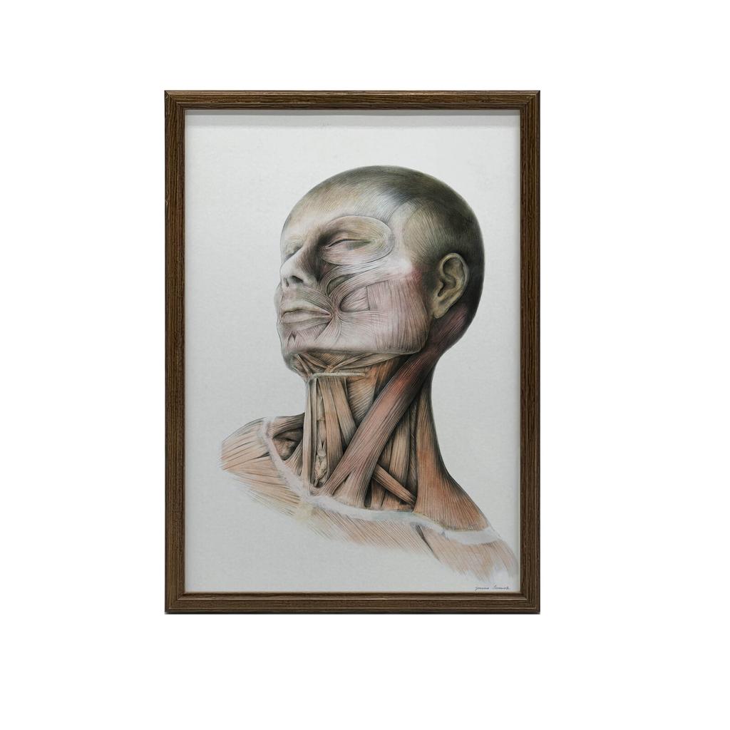 Neck Muscles - Anatomical Poster Neck Muscles - Anatomical Poster, 30X40 Cm, Black Aluminum Frame, 230 Gsm Matte Paper
