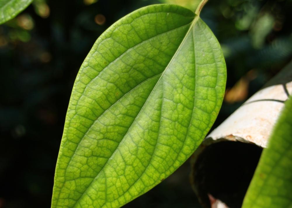 SAFLAX Garden in the Bag - Растение перца - 20 семян - С субстратом в подходящем пакете - Piper nigrum