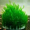 ??Aquarium Moss Ball Holder, Fish Tank DIY Moss Ball, Moss Plant Landscape Mineral Balls Decoration For Aquarium Fish Tank Scenery Small Ponds Water F
