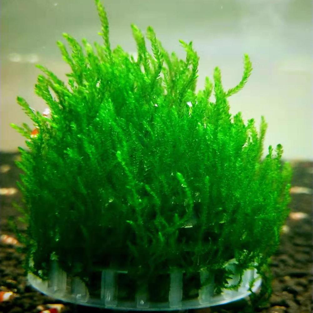 ??Aquarium Moss Ball Holder, Fish Tank DIY Moss Ball, Moss Plant Landscape Mineral Balls Decoration For Aquarium Fish Tank Scenery Small Ponds Water F