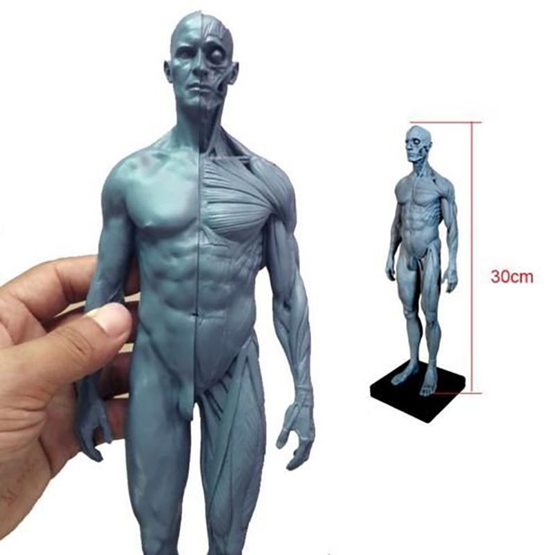 Medical Human Musculoskeletal Anatomy Model New Human Anatomy Skull Body Model Muscle Bone (30 Cm) H