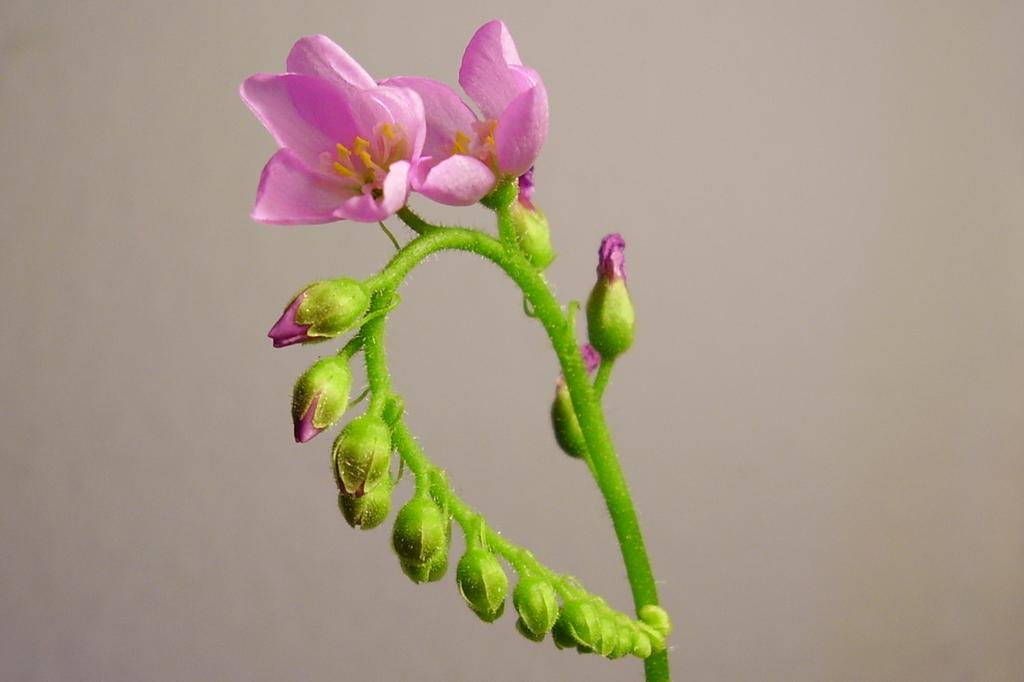 SAFLAX Росянка африканская - 200 семян - Drosera capensis