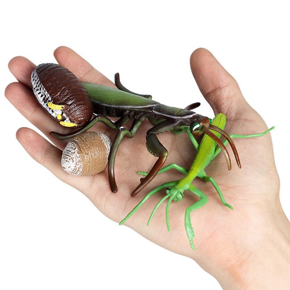 Grasshopper Cycle Mantis Figurine Snail Growth Cycle Life Cycle Figures Praying Mantis Toy