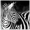 [A3274] - Фотохолст «Зебра» черно-белый - 60х60 см