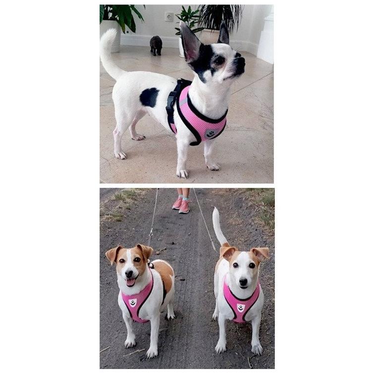 Lightweight, Pressure-Free, Breathable Harness for Dogs and Cats with Leash S