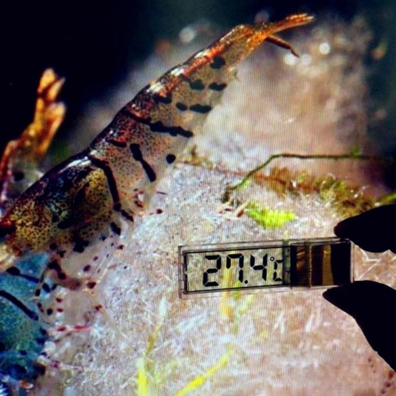 Электронный термометр для аквариума с ЖК дисплеем