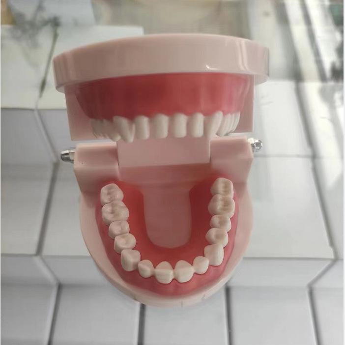 Образовательная модель зуба для детей - Игрушка для практики чистки зубов