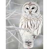 Полный круглый дрель 5D DIY Алмазная картина Животное Сова Горный хрусталь Вышивка Крестом