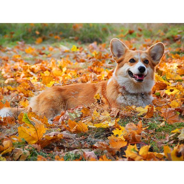 5D DIY Алмазная картина Набор Собака Осенью Искусство Алмазная вышивка Стразы Украшения для дома