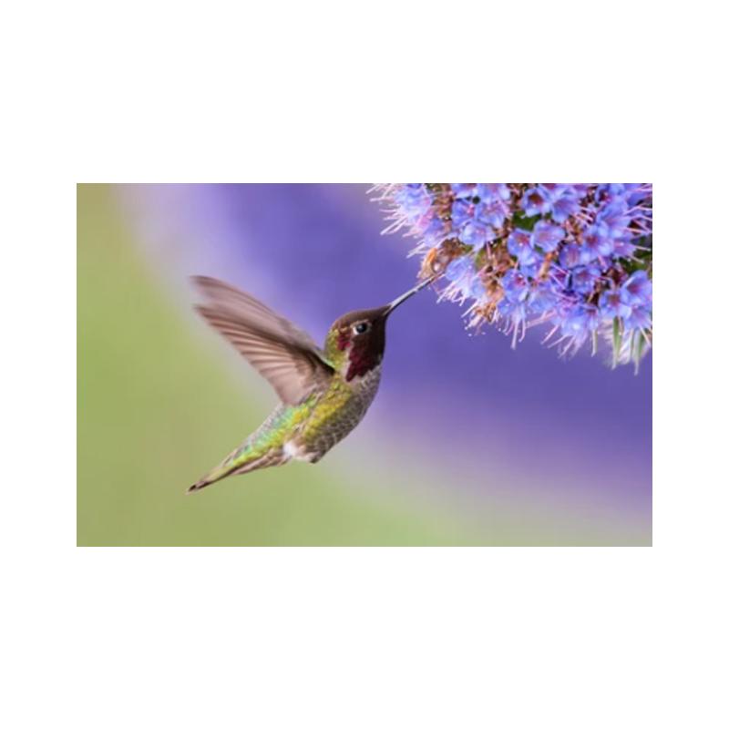 Плакаты и принты с колибри, картина на холсте, птицы, животные, куадрос, настенные художественные картины для гостиной, современный домашний декор, без рамки