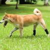 Бандаж для ног Yousheng Dog для заднего скакательного сустава, поддержка задней ноги собаки, компрессионный бандаж на лодыжку для защиты от растяжений, травм передней крестообразной связки, артрита