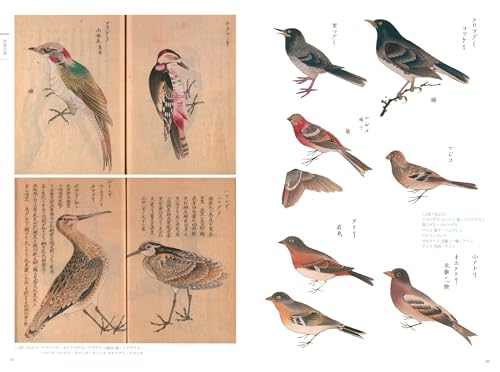 Атлас флоры и фауны периода Эдо