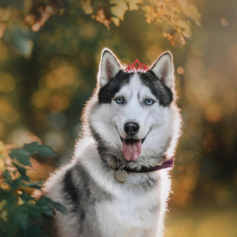 Dog Headwear Crown Style Hair Clips for Decoration 20Pcs Assorted Colors