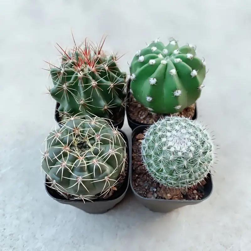 Barrel Cactus Potted Succulents – Easy-Care Indoor Office Desk Plants, Neutral Aesthetic