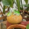 Miniature Frog Statue Garden Decoration Realistic Looking Weather-Resistant Outdoor Animal Frog Figurine Plant Ornament