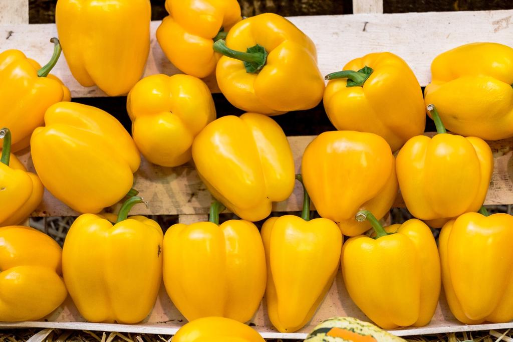 SAFLAX Garden in the Bag - Органический - Перец сладкий - Golden California Wonder - 20 семян - С субстратом в подходящем пакете - Capsicum annuum