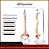 Взрослый 1:1 Модель позвоночника человека для хиропрактики - Шейный, Поясничный, и Демонстрация скелета
