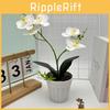 Two Realistic Branches Butterfly Orchid Green Plant Bonsai For Decor Indoor