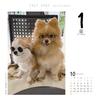 Dog Flipping 2027 Calendar Refill Daily Flipping CK-D27-02