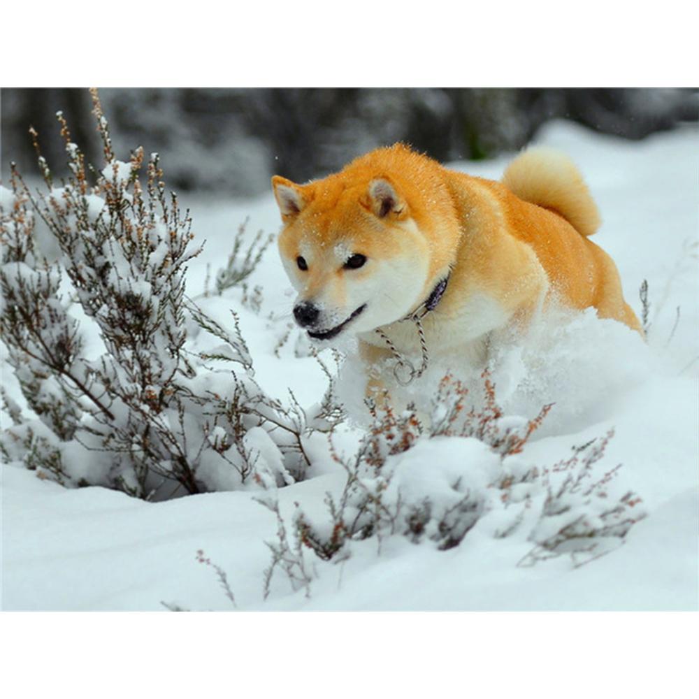 Полный квадратный/круглый алмазная живопись черный, красный пейзаж 5D Алмазная вышивка распродажа портрет цветок 5D DIY мозаичное украшение