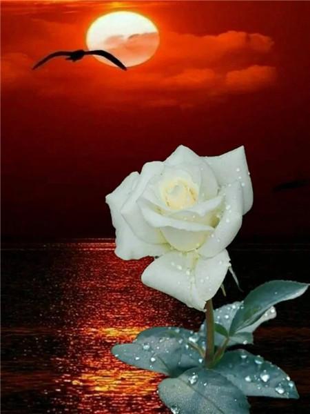 5D DIY Алмазная картина Новый цветок Роза Стразы Алмазная вышивка Распродажа Пейзаж Приморская мозаика Домашний декор