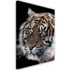 Canvas Print Tiger Wildlife