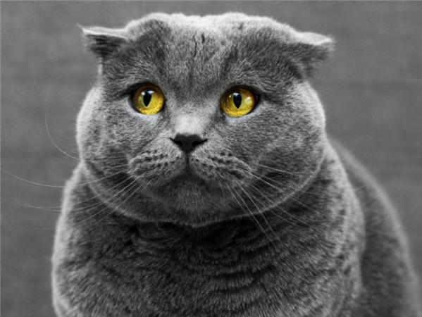 5d Diy Алмазная картина Новая коллекция Кошка Вышивка Мозаика Русская Голубая Животное Квадрат/круглый Домашний Декор