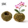 Humidity Maintaining Planter Moss Ball Flower Pot, Natural Green Bonsai Plant Holder, Decorative Spherical Pot for Home, Garden, Wedding Party