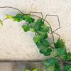 Chain Trellis Climbing Plants Pentagonal Ring Plant Vine Support Kit Stainless Steel Garden Wall Decor for Vines Pothos