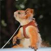 Leather Rat Harness and Leash Set 3 Sizes Vests Reptile Harness Kit  For  Squirrels, Hamsters