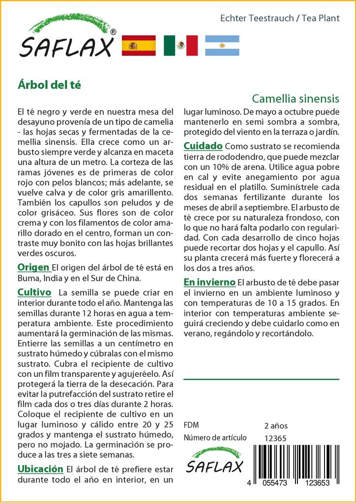SAFLAX Чайное растение - 6 семян - С горшечным субстратом для лучшего выращивания - Camellia sinensis