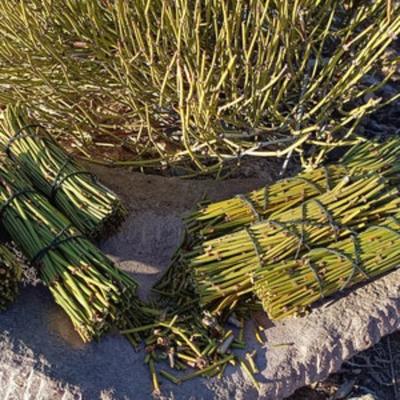 Мормонский чай Махуанг Канутильо, чай сухорезанный или жареный.