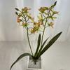Elegant Dendrobium Artificial Orchid Stem With Foliage For Tabletop Decoration