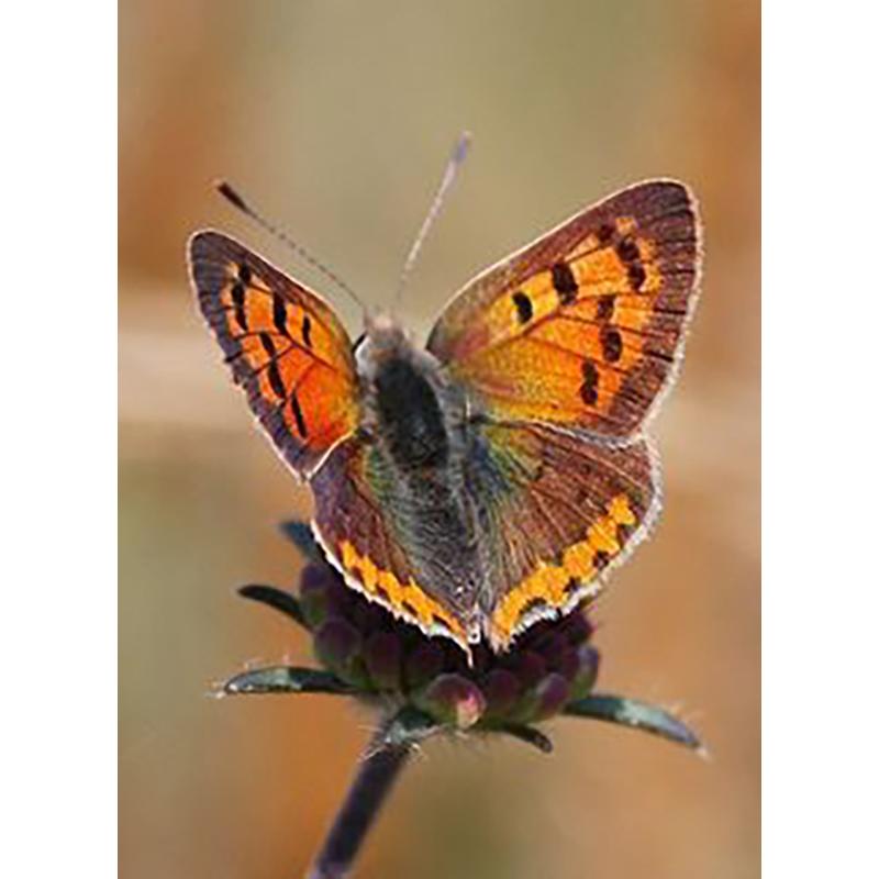 DIY Бабочка 5D алмазная живопись полная круглая дрель животное Алмазная вышивка наборы крестиков мозаика подарок настенное искусство домашний декор