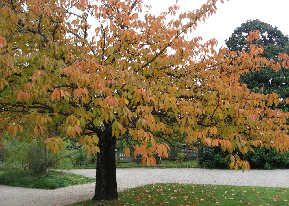 SAFLAX Wild Black Cherry - 30 семян - С горшечным субстратом для лучшего выращивания - Prunus serrulata