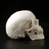Skull Cap Human Head Model Removable Anatomical Head Skull Fine Arts Skull Model  School Supplies