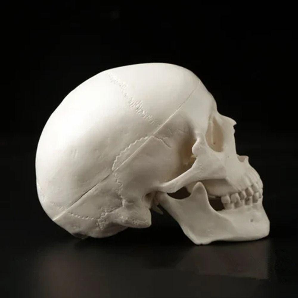 Skull Cap Human Head Model Removable Anatomical Head Skull Fine Arts Skull Model  School Supplies
