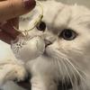 Кулон-шкатулка для хранения шерсти домашних животных, сувенирная капсула для сбора кошачьей шерсти, сенсорная бутылочка, памятное украшение.