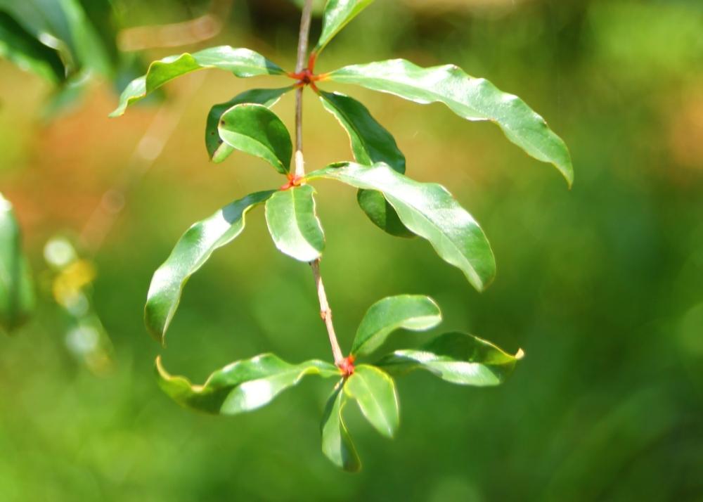 SAFLAX Карликовый гранат - 50 семян - С горшечным субстратом для лучшего выращивания - Punica granatum nana