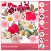 Handmade Bookmarks with Real Pressed Flowers - DIY Materials for Back to School, Kindergarten Specimens, Ornaments, and Decorations.
