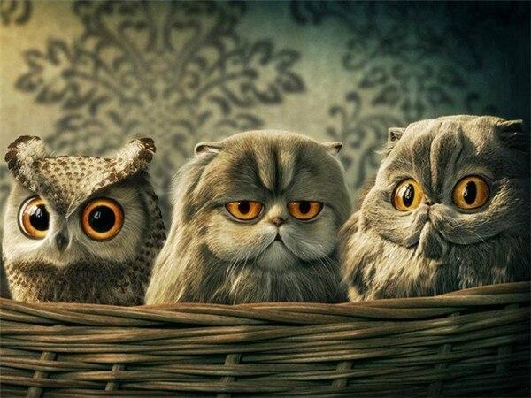 Алмазная картина Сова, полная дрель, украшение для дома, Алмазная вышивка, мозаика с животными, картина со стразами, настенное искусство