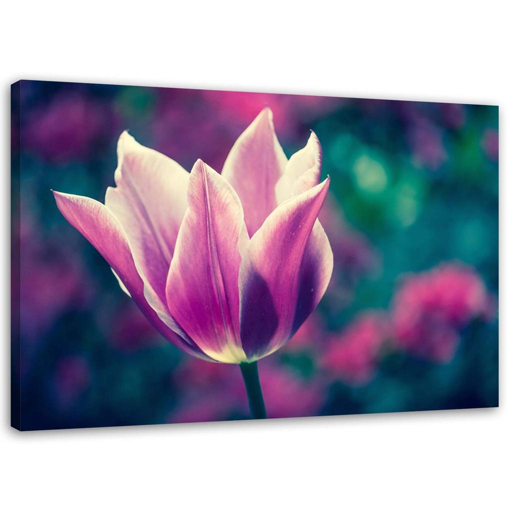 Canvas Print, Open Tulip