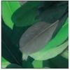 Goose Feathers - Monochromatic - Green - 10 Grams - Length 6 Cm - Handmade Decoration