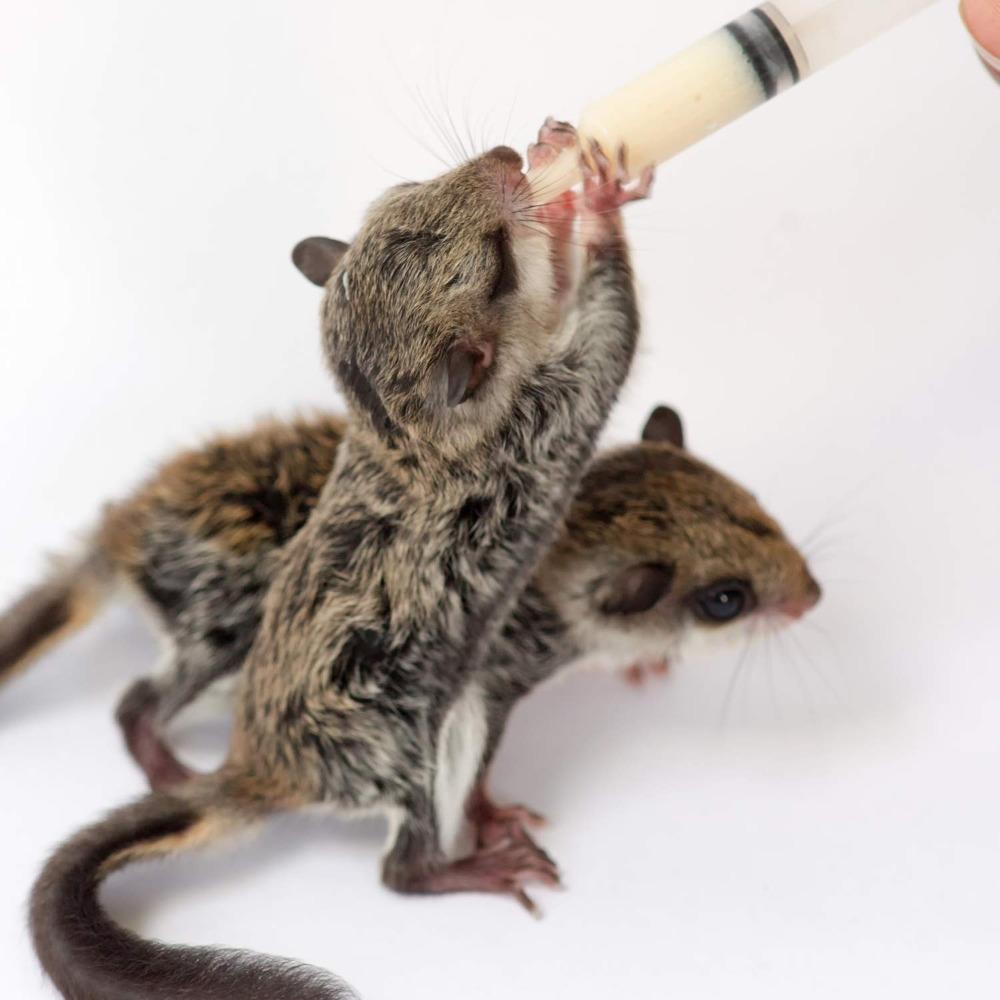 20ml Pump Measuring Large Feeding Syringe Disposable Large Capacity