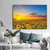 Поле подсолнухов на закате Солнечный пейзаж Художественные постеры Холст Живопись Настенные принты Картины для гостиной Домашний декор Cuadros